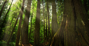 forest with trees and light 