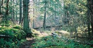 picture of a forest with trees