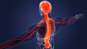picture of a person with the brain, spine and some nerves all in red color